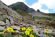Pizzo Pradella (2626 m) con tanti bei fiori, salito da Valgoglio il 9 luglio 2016 - FOTOGALLERY